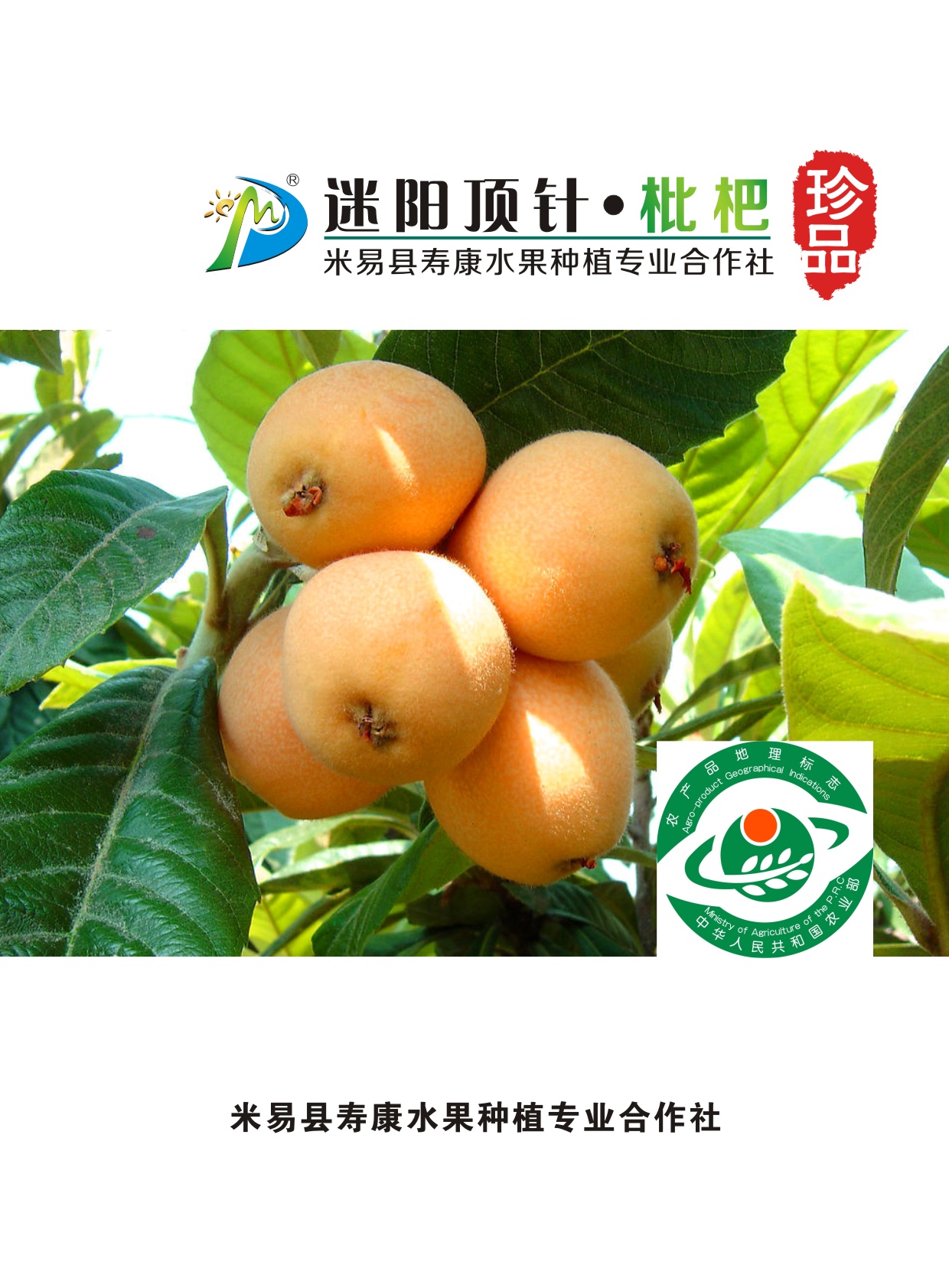 迷陽頂針枇杷電子說明書